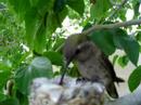Humming bird nest April 4 2007 #2
