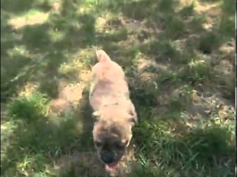 Olde English Bulldogge Male Puppy All Brindle
