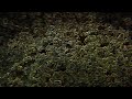 Ant Hill Ant Hill
