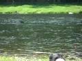 Freshwater Shark