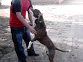 SALTO PITBULL con pared 330cm o 3.30 metros SALTO PITBULL con pared 330cm o 3.30 metros