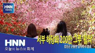 서부 해당화 200만 그루 '활짝'