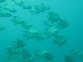 School of Spadefish - Scuba Diving Gulf of Mexico - Clearwater Florida