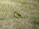 Green woodpecker Old Warden 4 february 08 Green woodpecker Old Warden 4 february 08