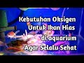 Ikan Hias Yang Membutuhkan Oksigen Terlarut