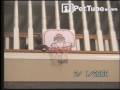 Alley (Oop) Cat - PetTube.com