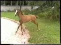 CA - Cerebellar Abiotrophy - affected arabian horse filly