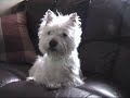 WESTIE YAWNS ON COMMAND