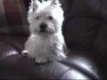 WESTIE YAWNS ON COMMAND