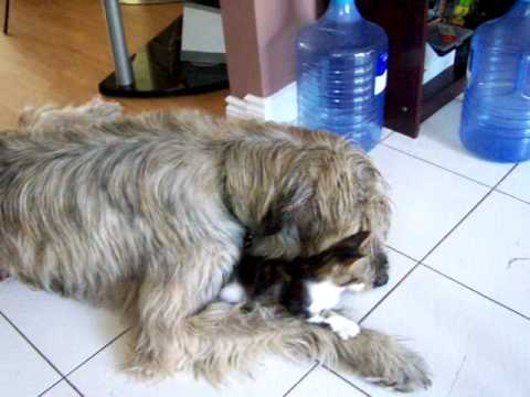 IRISH WOLFHOUND