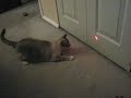 Roxie chasing the light pen