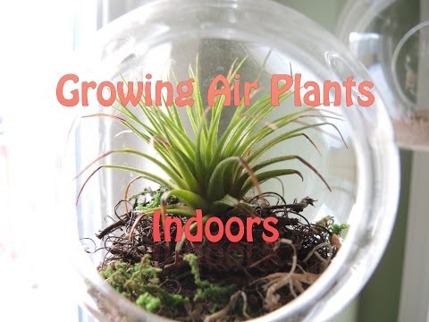 how to plant airplane plants