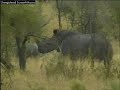 WildEarth Djuma Elephants, Rhino & Buffalo, Giraffe