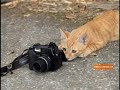 animales graciosos
