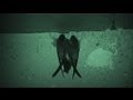 euronews science - Battery birds' nests