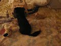 Chihuahua Puppy Chases Adult Chihuahua Part III