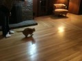 The Hansen cats take flight