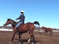 Tequila est habitue à monter à crue. On ouvre le cheval pour descendre son dos. Plus facile à monter.