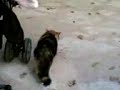 Belgeselci Timur =)