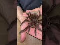 NATURE'S BEAUTIFUL ANIMAL EVOLUTION #ANIM ..