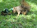 Does squirrel like Cashew
