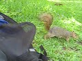 Does squirrel like Cashew