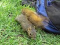 Does squirrel like Cashew