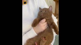 Have you ever seen a brown cat | meeowTV