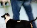 videos de Hauck Memorial bull terrier show in Prottes, Austria 2008 - Junior females judging Part 15 of 17
