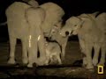 Newborn elephant sibling rivalry