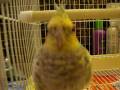 Mona the cockatiel hand feed