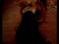 videos de SKITTLES my puppy awwww