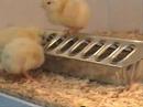 Baby Chick Hatching Flick Baby Chick Hatching Flick