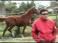 Gelding, 3 years old, excelent blood,  great moover, god healt and big jump!  Hunter or Jumper!Excelent moover, good for dressage.His grand pather is 