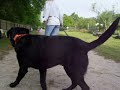 Cody untrained