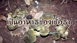  Mealy bugs of longan root Ep 1