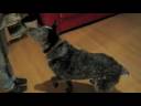 Chief Australian Cattle Dog Chief Australian Cattle Dog