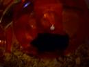 fluffy the hamster pt 2