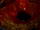 fluffy the hamster pt 2