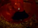 fluffy the hamster pt 2