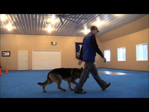 how to train german shepherd to heel