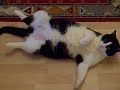 Fat Cat (geschätzte 15 Kilo) Fat Cat (geschätzte 15 Kilo)