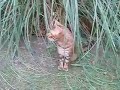 Bengal Cat - Daniel Bengal Cat - Daniel