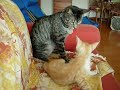 Third Watch Cats
