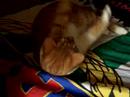 Pisica lenesa - Lazy cat Pisica lenesa - Lazy cat