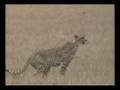 Travel Tanzania N'Gorongoro (KTZ-6)