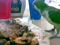 Quaker Parrot loves skim milk whipped cream