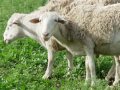 Cruelty of Factory Farming