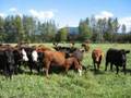 Cruelty of Factory Farming
