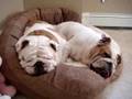 Two Snoring Bulldogs - Star and Petunia